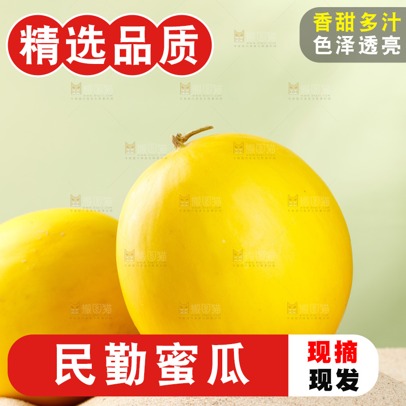 浅底上的黄河蜜瓜