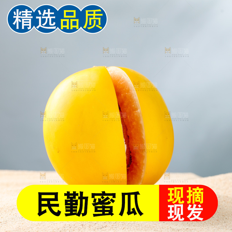 浅底上的民勤蜜瓜