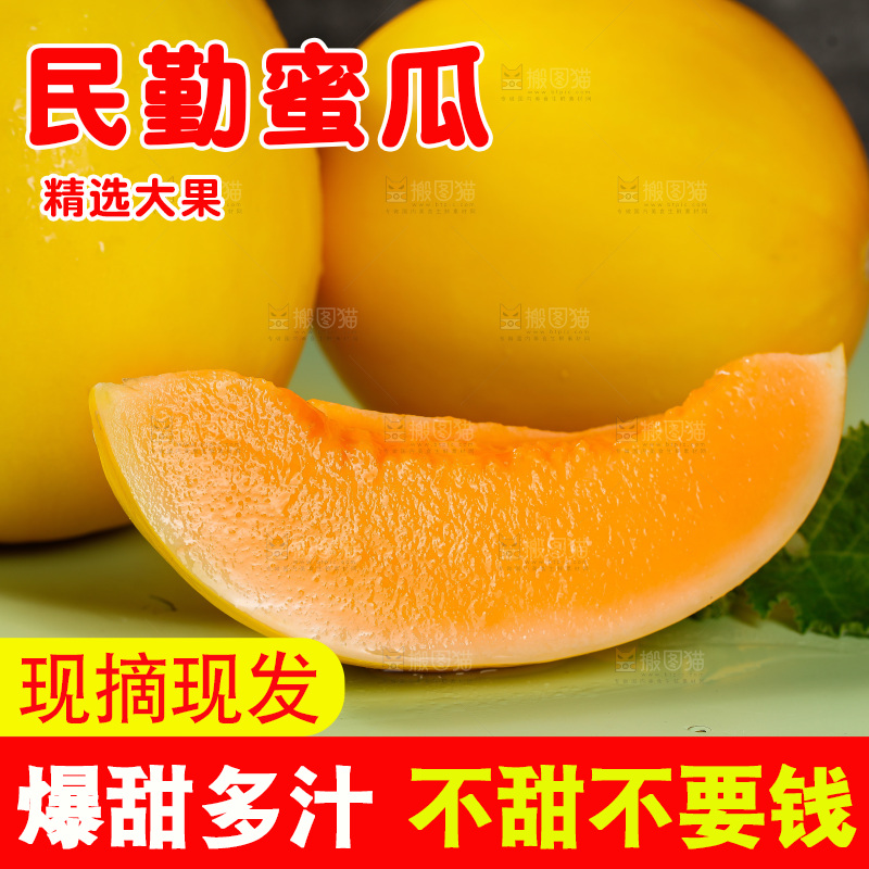 浅底上的民勤蜜瓜