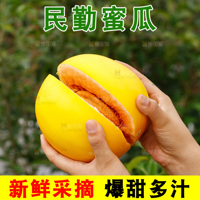 手里拿着民勤蜜瓜