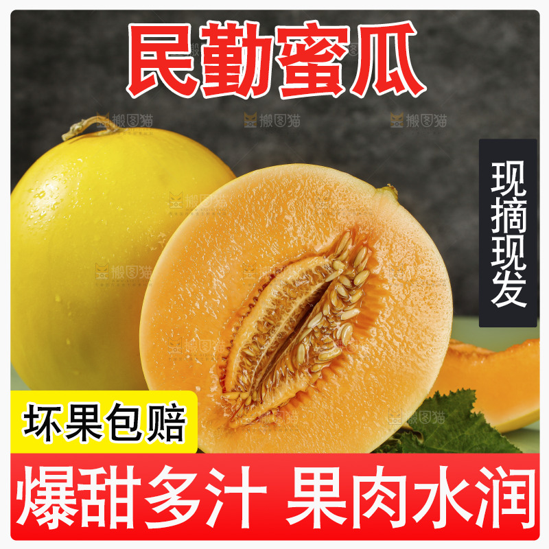 浅底上的民勤蜜瓜