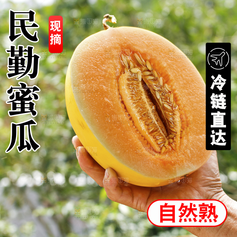 手里拿着黄河蜜瓜