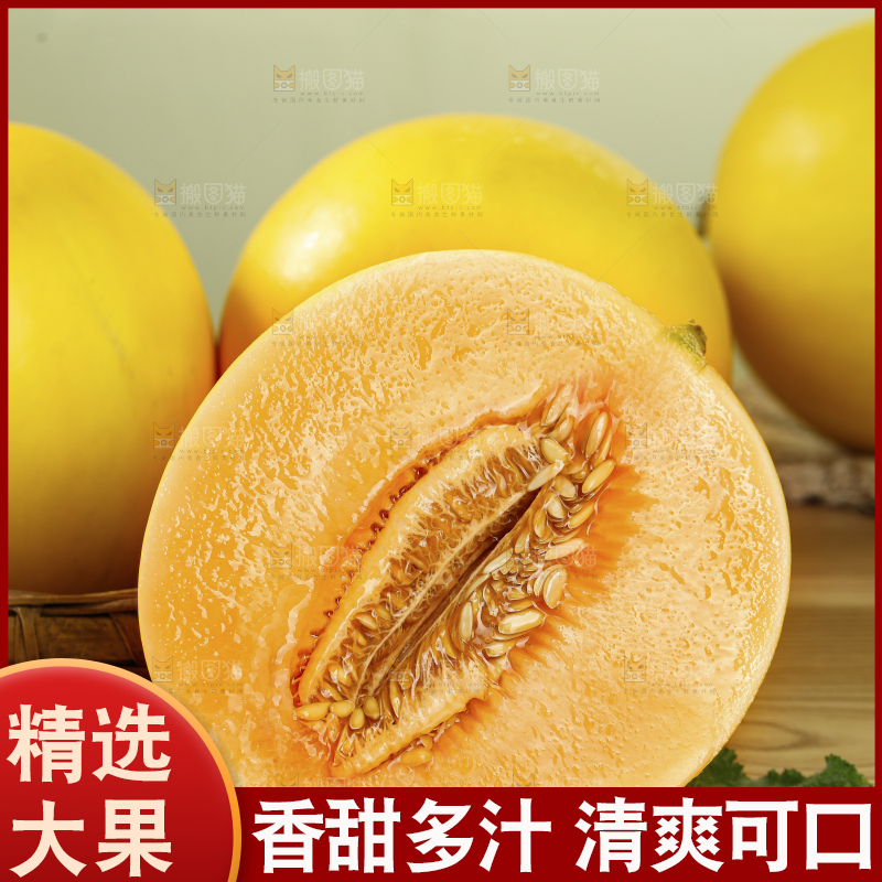 浅底上的黄河蜜瓜