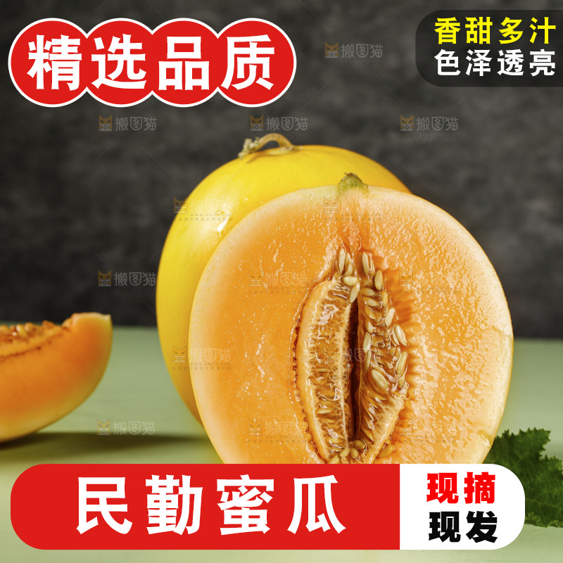 浅底上的民勤蜜瓜