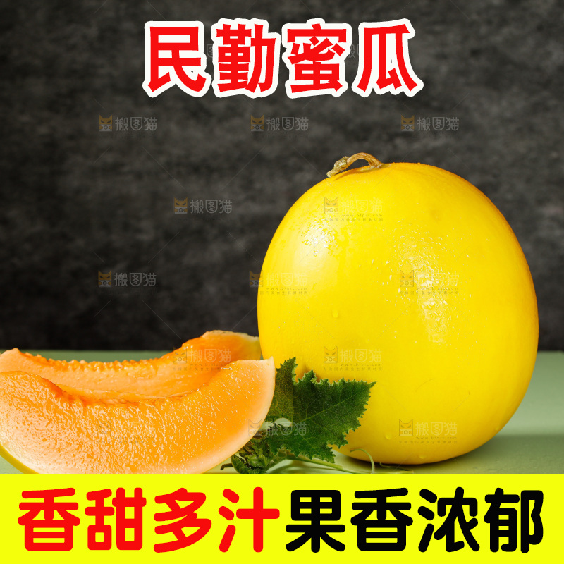 浅底上的民勤蜜瓜