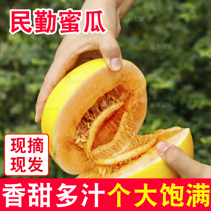 手里拿着黄河蜜瓜