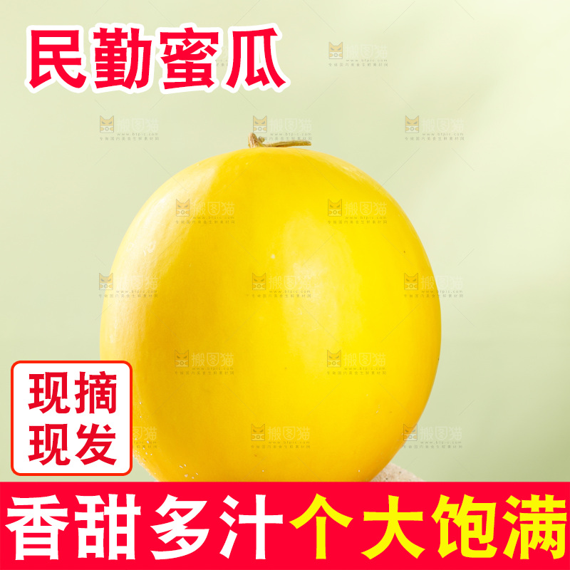 浅底上的黄河蜜瓜