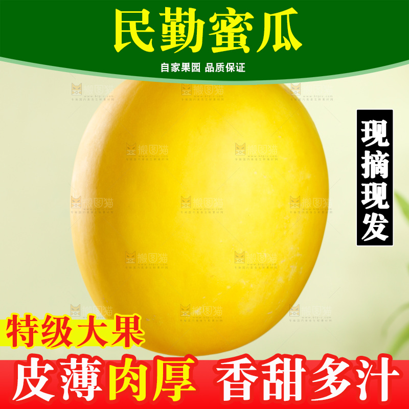 浅底上的黄河蜜瓜