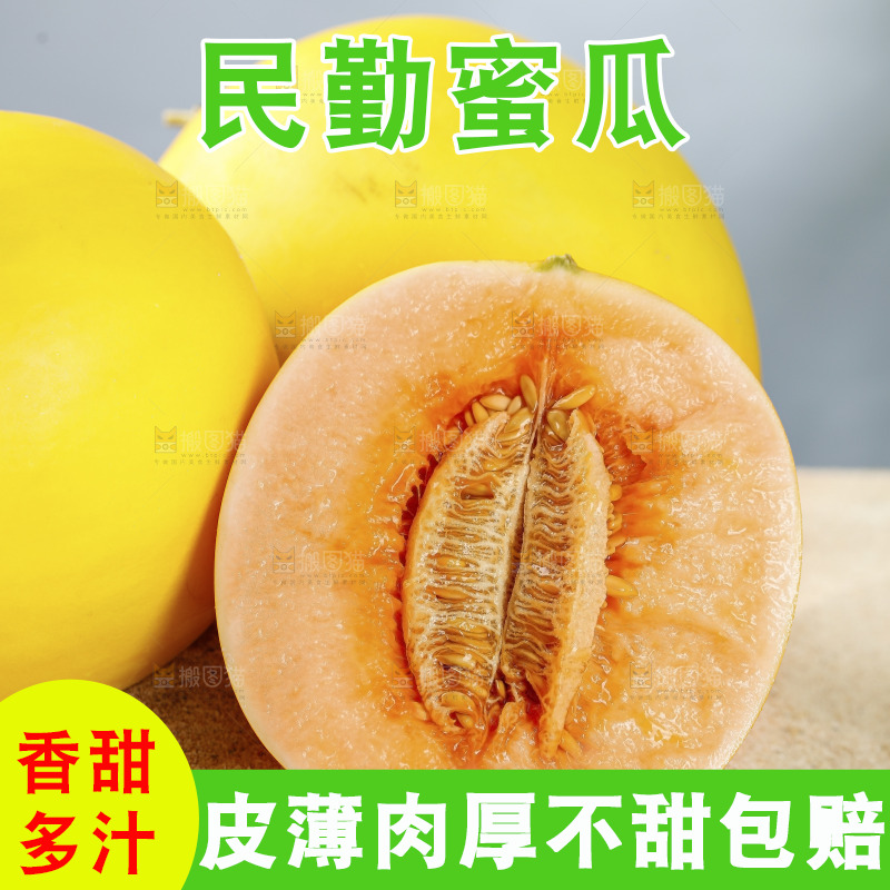 浅底上的民勤蜜瓜