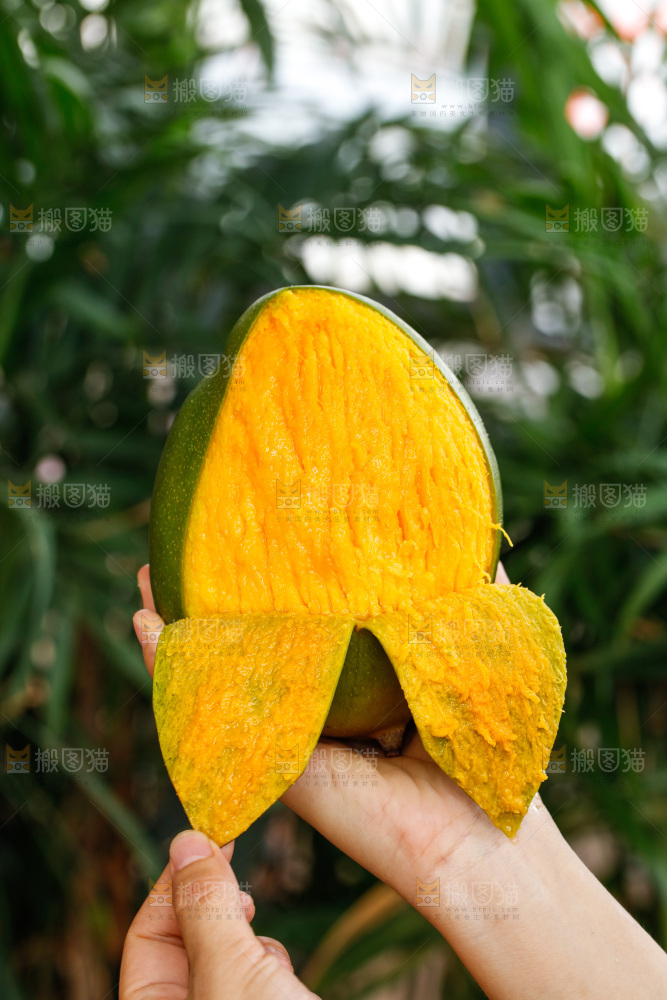 手里拿着凯特芒