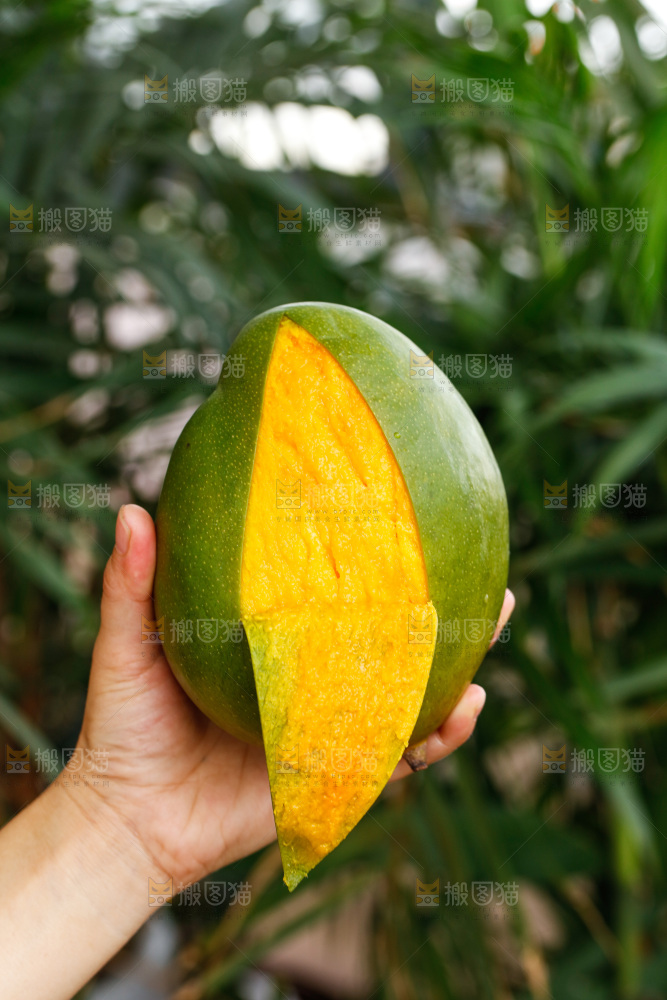 手里拿着凯特芒