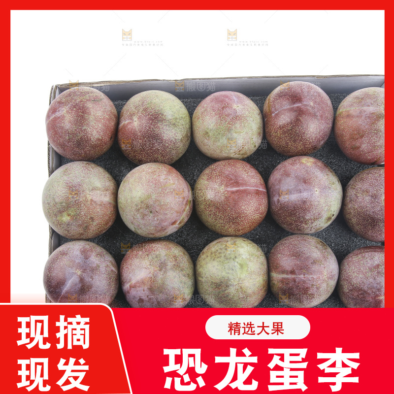 白底上的恐龙蛋李