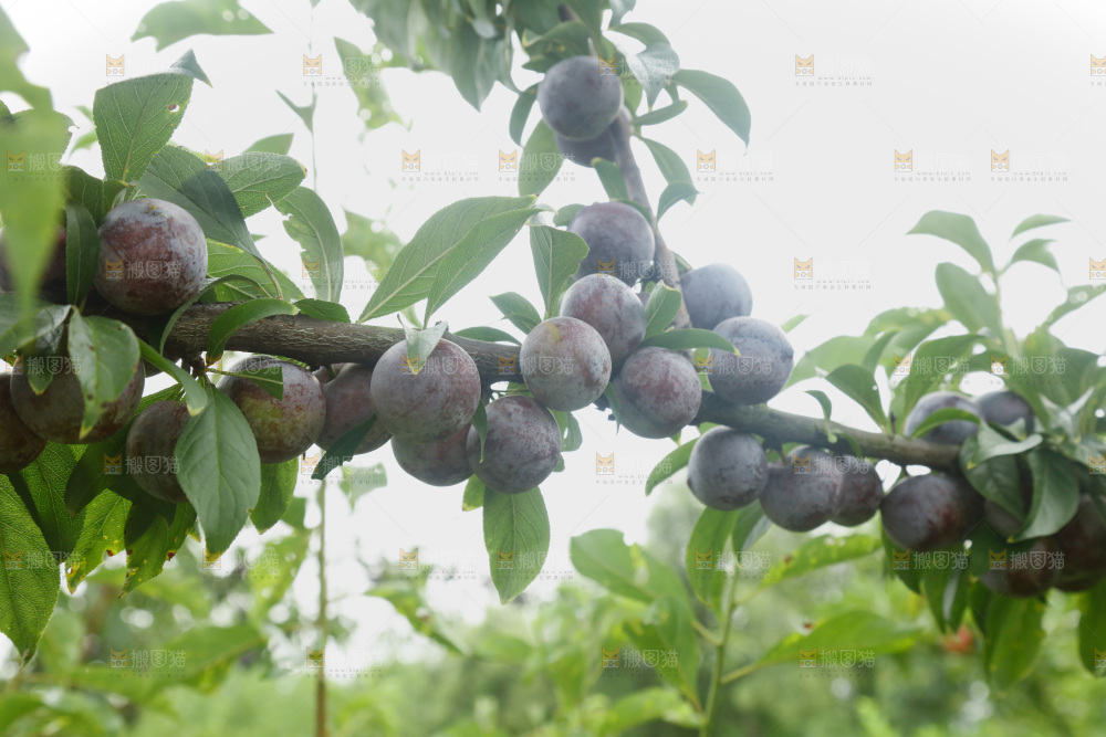 树上的新鲜红脆李