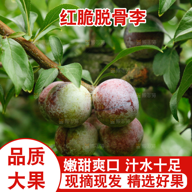 树上的新鲜红脆李