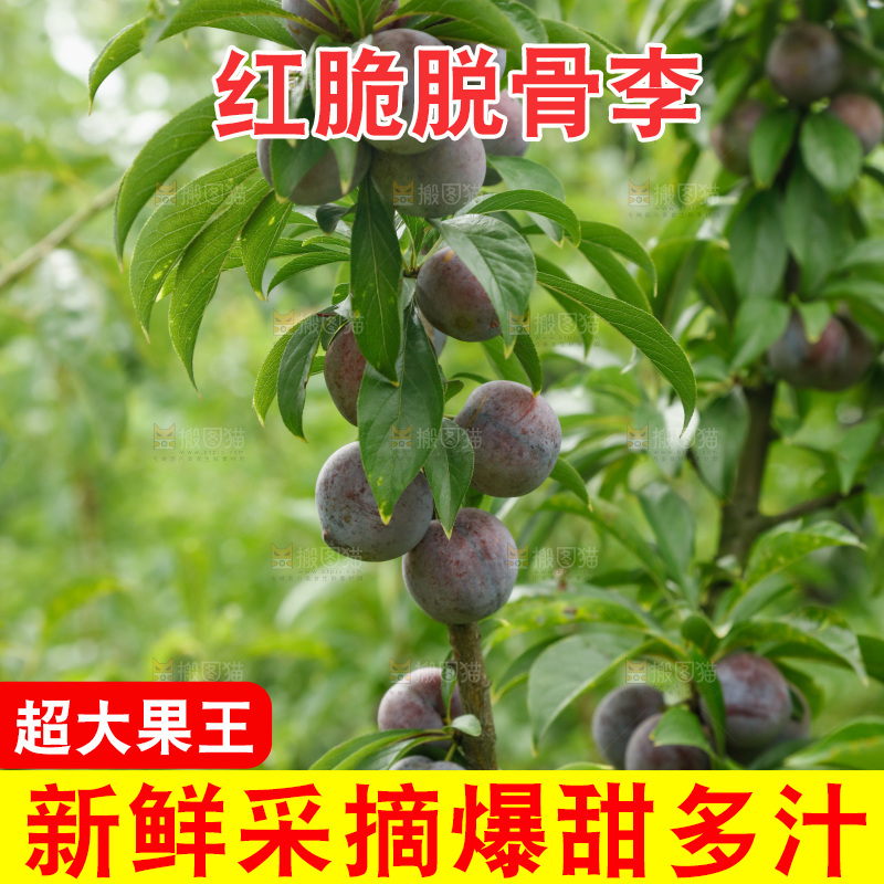 树上的新鲜红脆李