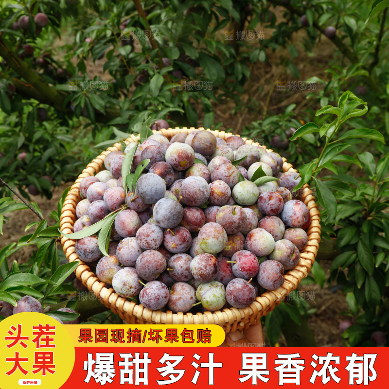 手里拿着红脆脱骨李
