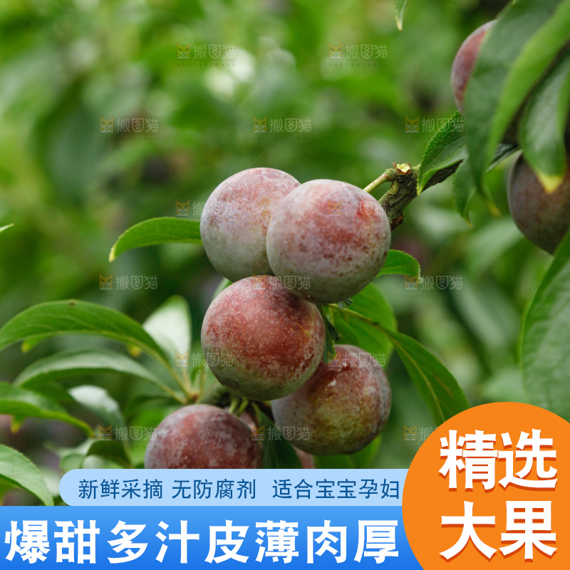 树上的新鲜红脆李