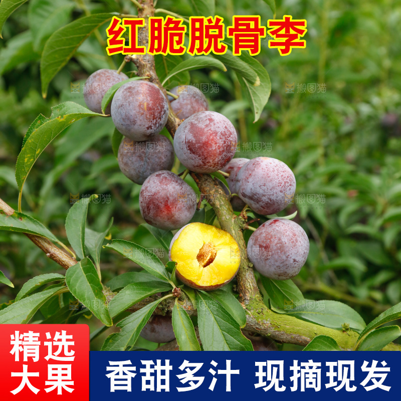 树上的新鲜红脆李