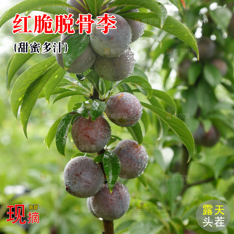 树上的新鲜红脆李