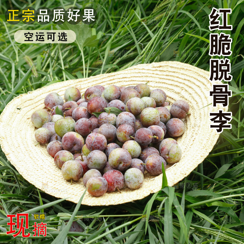 手里拿着红脆脱骨李