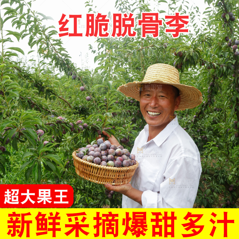 手里拿着红脆脱骨李