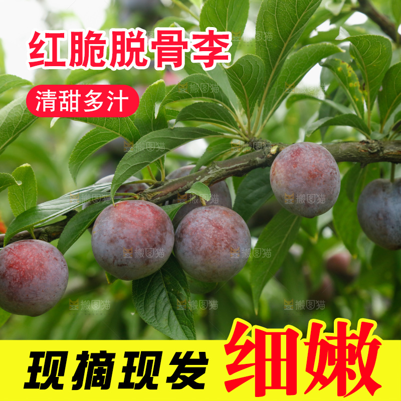 树上的新鲜红脆李