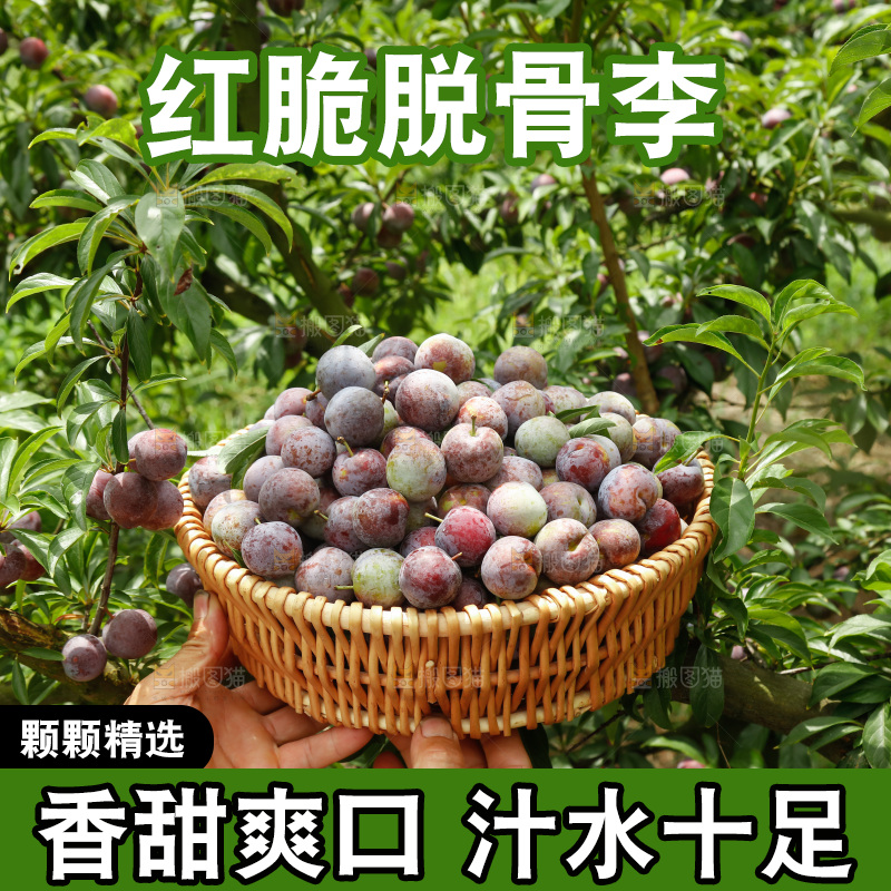 手里拿着红脆脱骨李