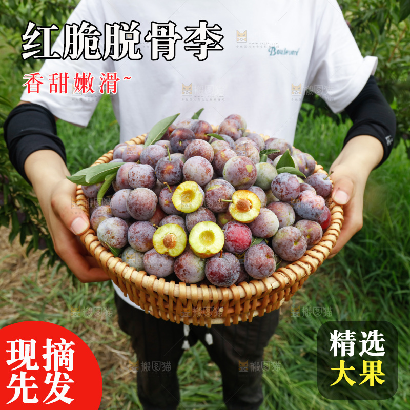 手里拿着红脆脱骨李