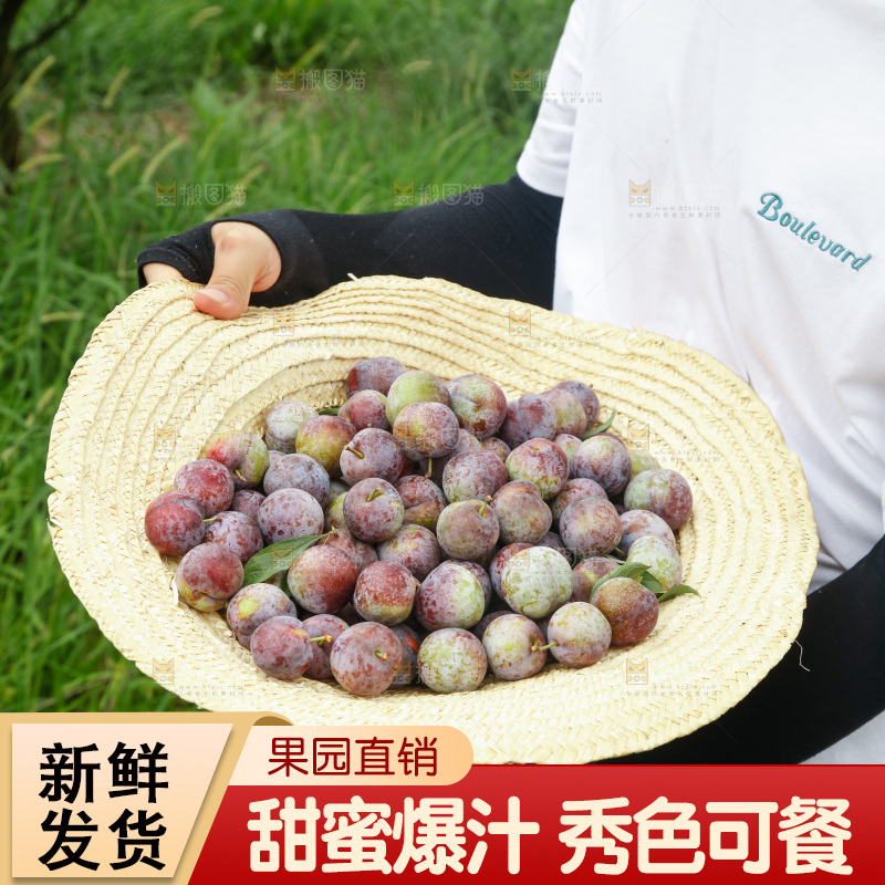 手里拿着红脆脱骨李