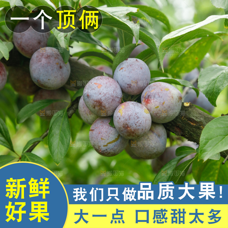 树上的新鲜红脆李