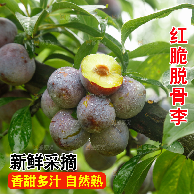 树上的新鲜红脆李