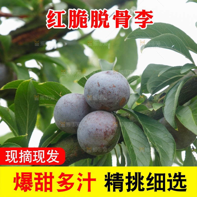 树上的新鲜红脆李