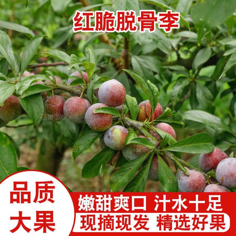 树上的新鲜红脆李