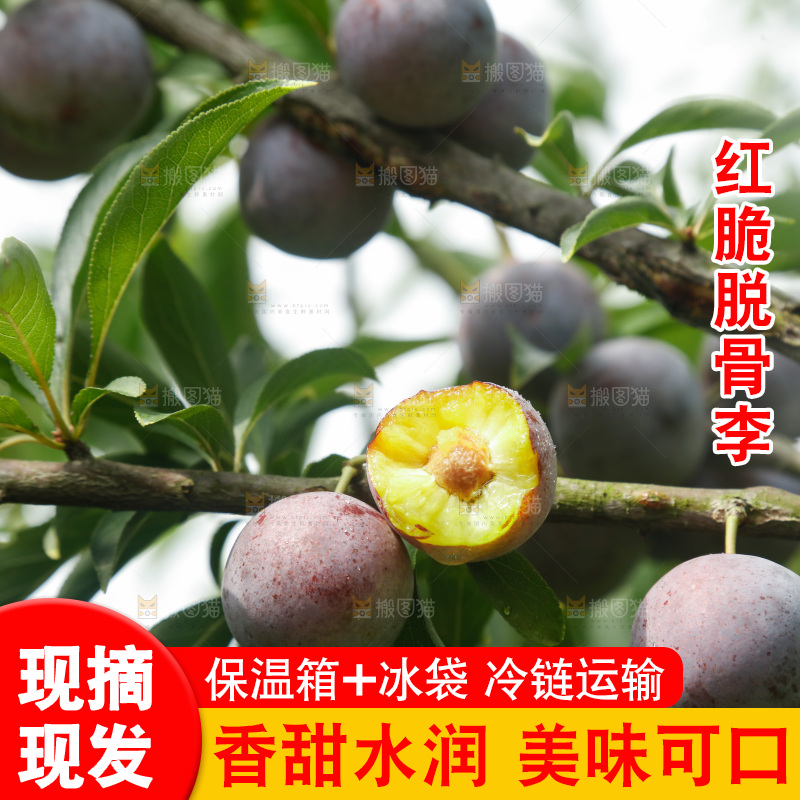 树上的新鲜红脆李