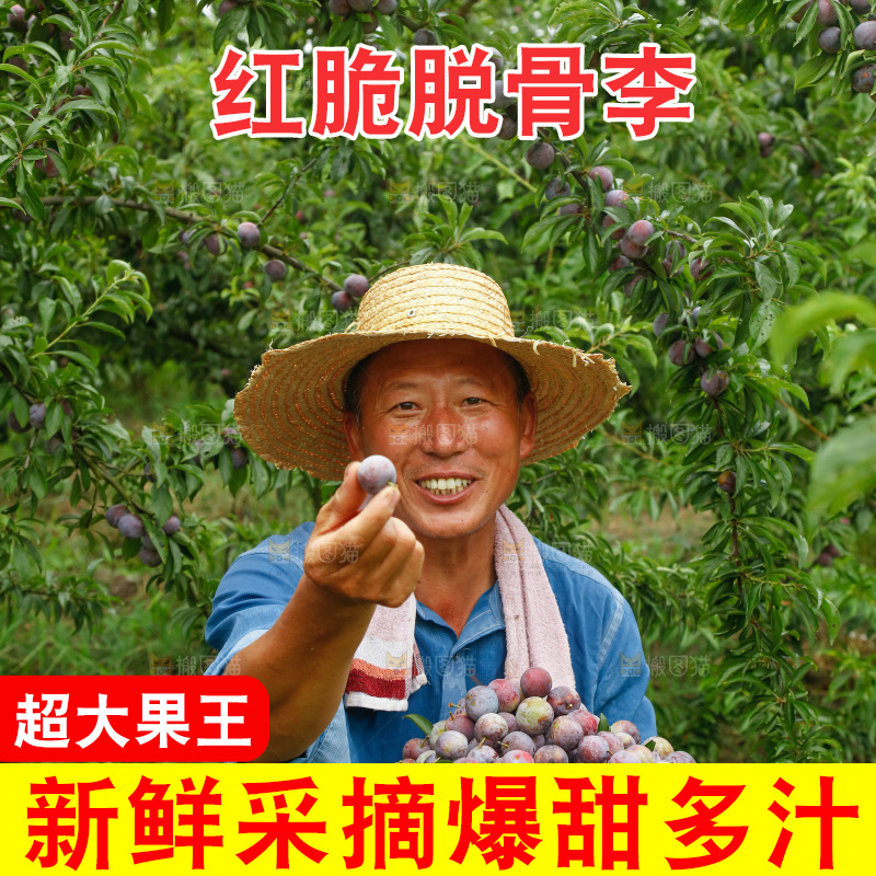 手里拿着红脆脱骨李