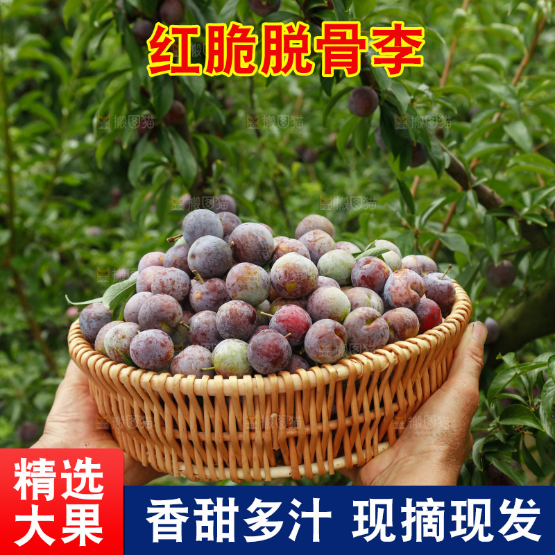 手里拿着红脆脱骨李