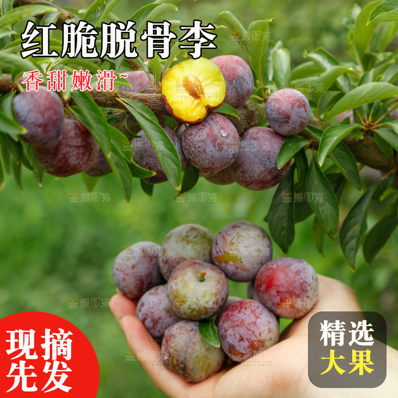 手里拿着红脆脱骨李