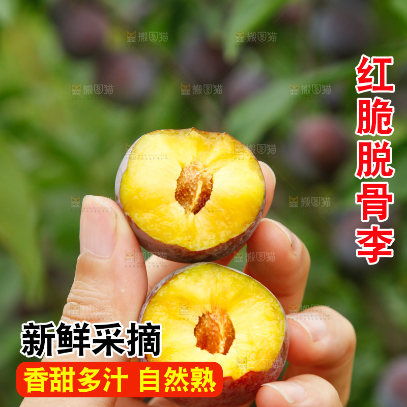 树上的新鲜红脆李