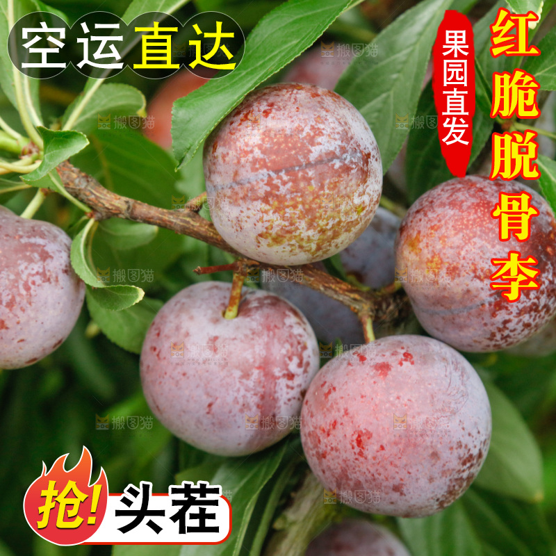 树上的新鲜红脆李
