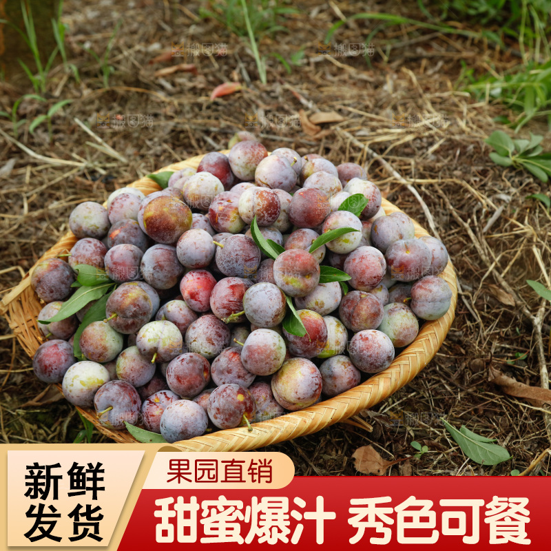 地上的现摘红脆李