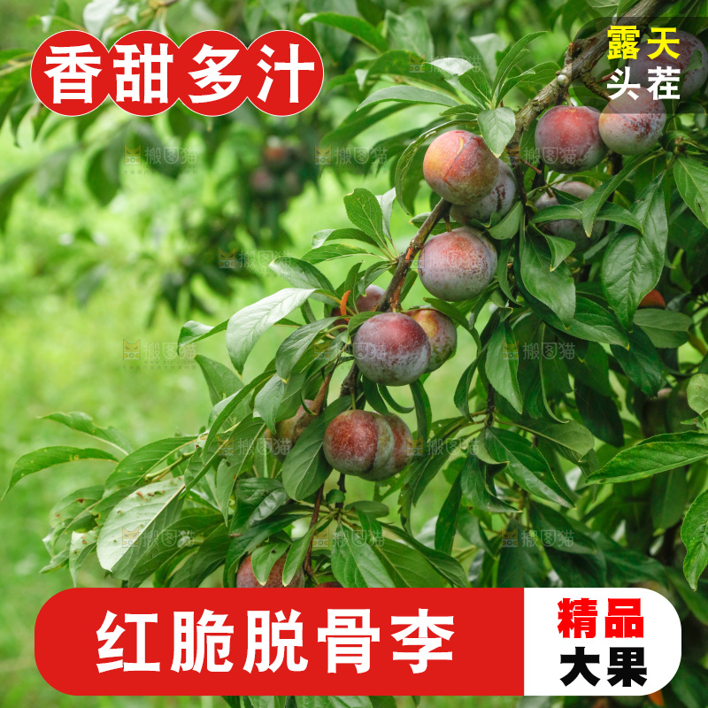 树上的新鲜红脆李