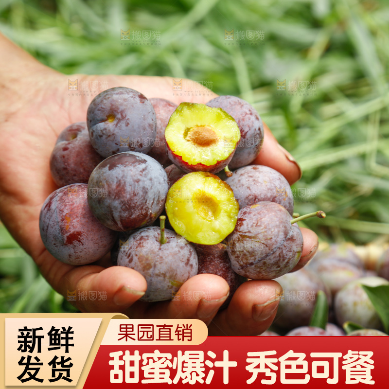 手里拿着红脆脱骨李