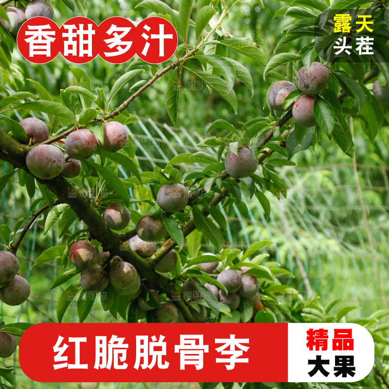 树上的新鲜红脆李