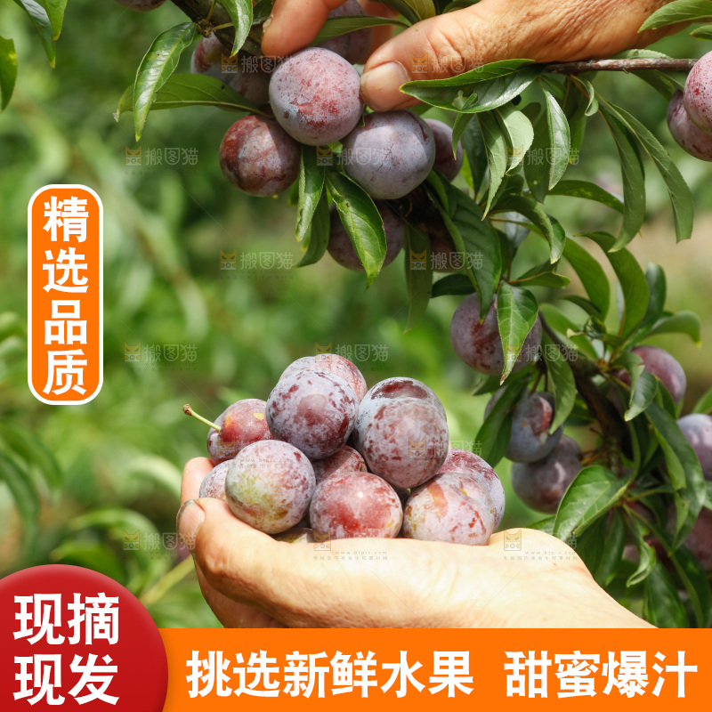 手里拿着红脆脱骨李