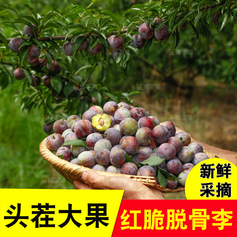 手里拿着红脆脱骨李