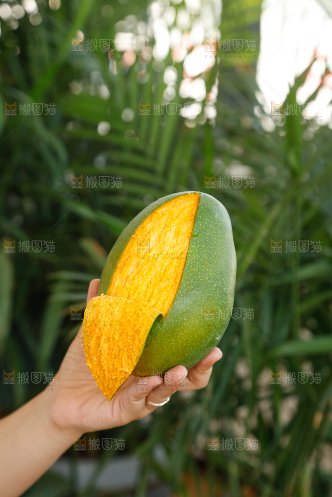 手里拿着凯特芒