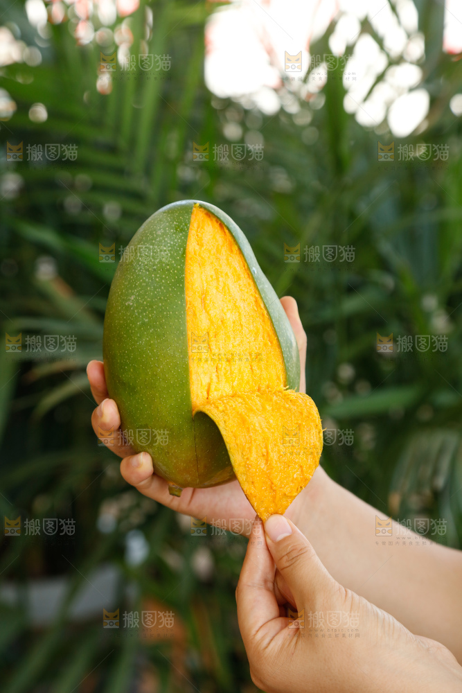 手里拿着凯特芒