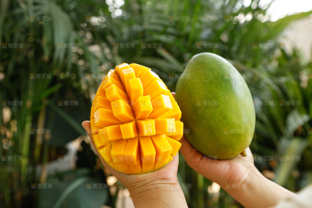 手里拿着凯特芒