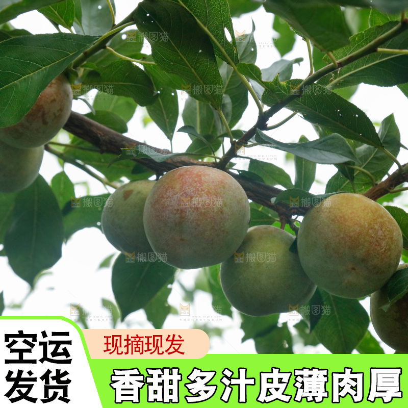 树上的新鲜芙蓉李