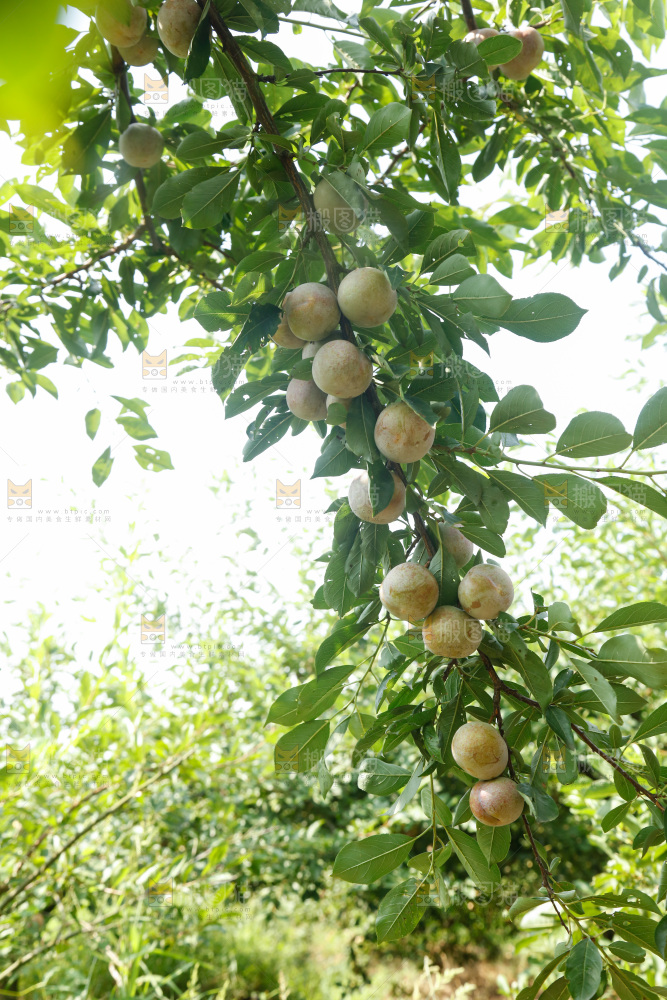 树上的新鲜芙蓉李